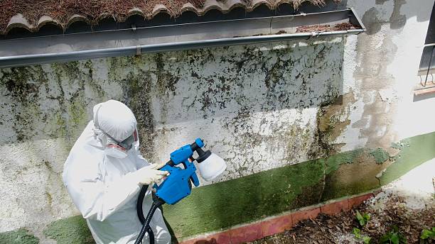 Top rated local Mold Testing specialists in Bear Lake, MI